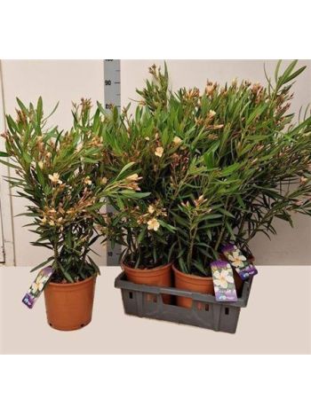NERI OLEANDER