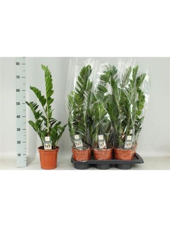 ZAMIO ZAMIIFOLIA