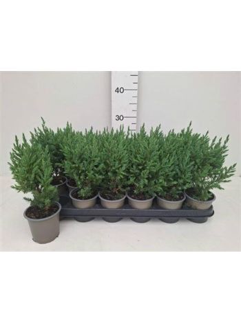 JUNI CH STRICTA