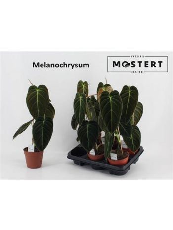 PHIL MELANOCHRYSUM