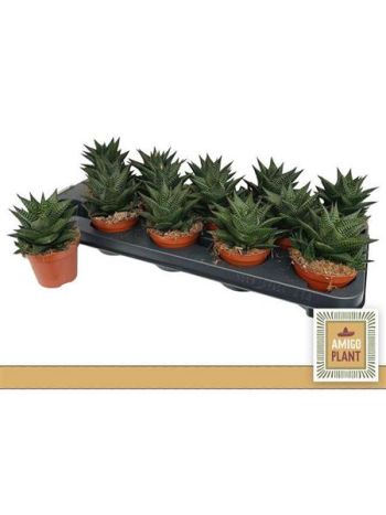 HAWORTHIA LIMIFOLIA