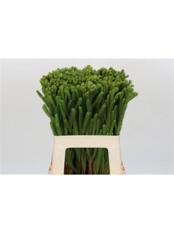 BRUN ALBIFLORA 60CM -%