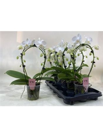 PHAL MIRROR FEHÉR