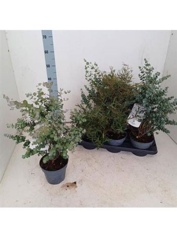 EUCALYPTUS