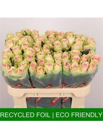 R GR FRUTTETO 70CM - %