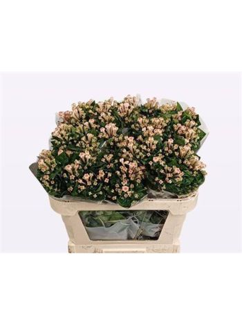BOU EN BLOSSOM 70CM
