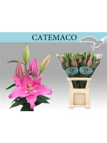 LI OR CATEMACO 100CM