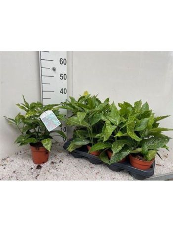 AUCUBA J VARIEGATA