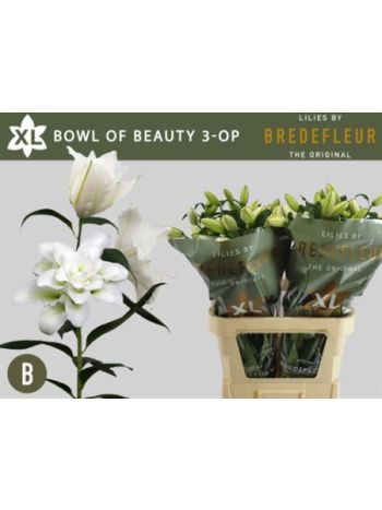 LI OR DU BO OF BEAUT 90CM