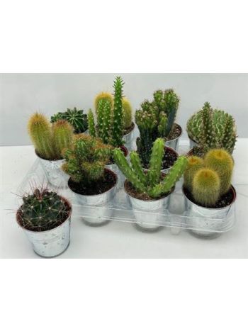 cactus GEM ZINK KASPÓS