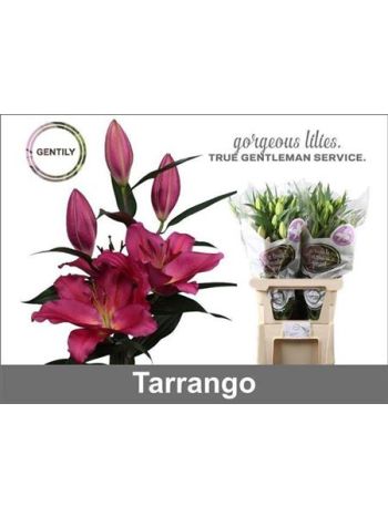 LI OR TARRANGO 100CM