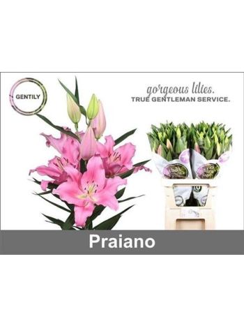 LI OR PRAIANO 90CM