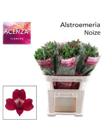 ALSTR NOIZE