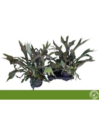 PLATYC BIFURCATUM