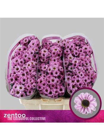 CHR SAN YIN YANG PINK