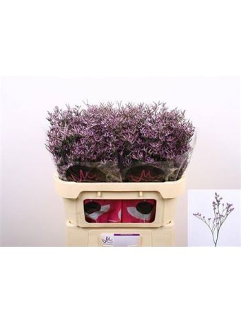LIM SAF LILAC