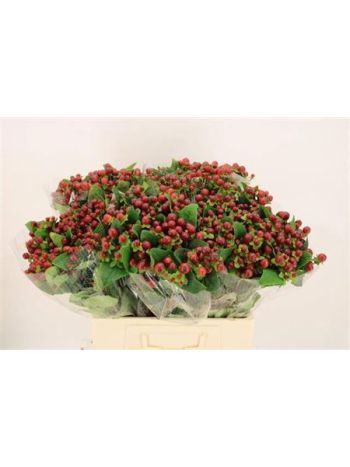 HYP MAG SEASONS 60CM