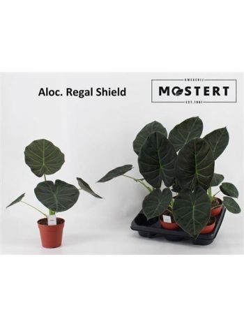 ALOC REGAL SHIELDS