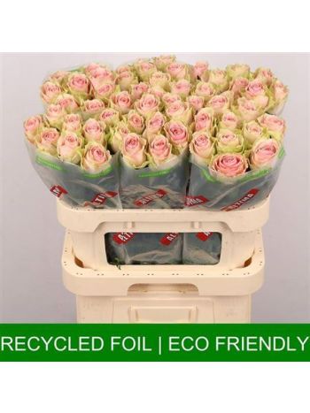 R GR FRUTTETO 80CM - %