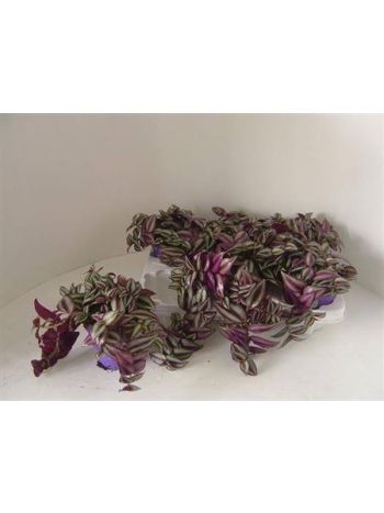 TRAD ZE PURPUSII