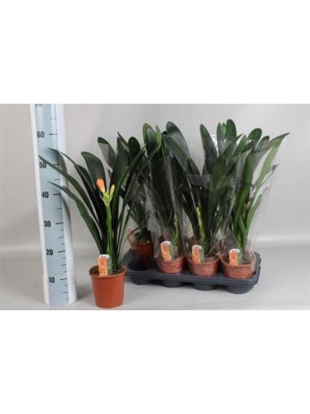 CLIVIA MI