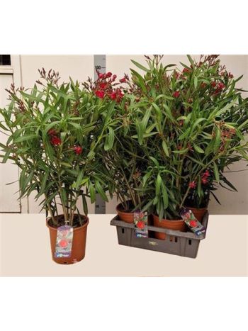 NERI OLEANDER