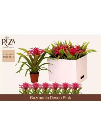 GUZM DESEO PINK