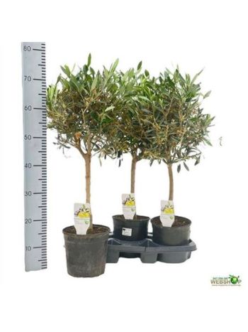 OLEA EUROPAEA