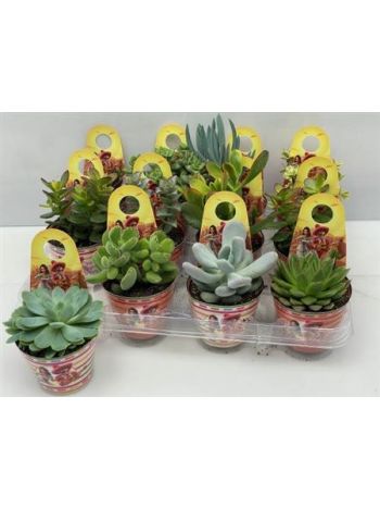 SUCC MIX POTCOVER