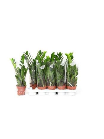 ZAMIO ZAMIIFOLIA