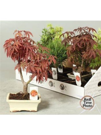 BONSAI GEM KINTI