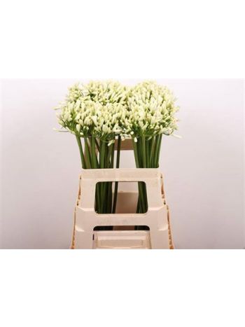 AGAP GLETSJER 60CM