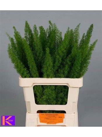ASP DENS MYERS 60CM -%