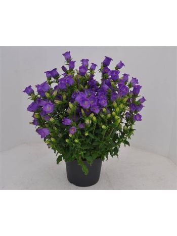 CAMP M APPEAL D BLUE