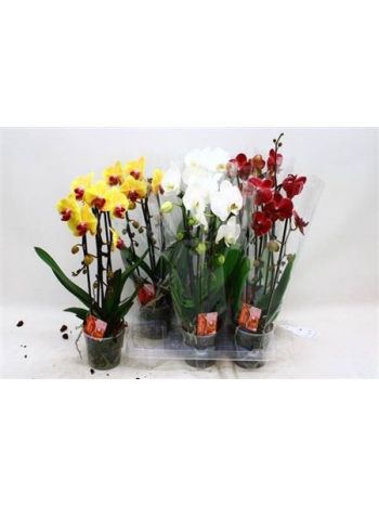PHAL 2 ÁG CASCADE