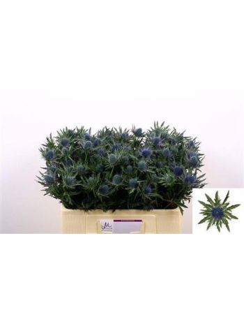 ERYN AQUARIUS QSTAR 50CM -%