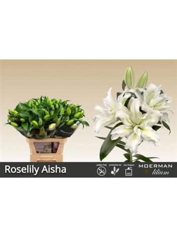 LI OR DU RL AISHA 90CM -%