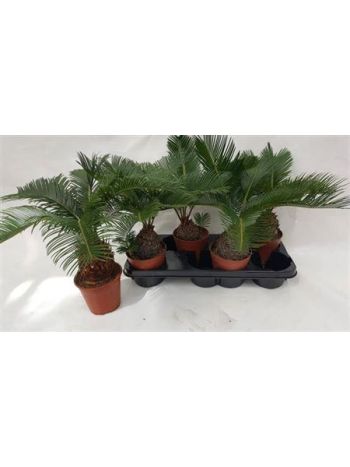 CYCAS REVOLUTA