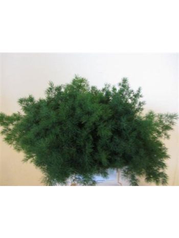 ASP UMBELLATUS 50CM -%