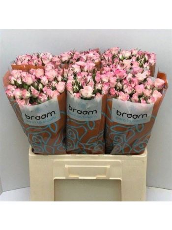 R TR SPEAK BLOSSOMS 60CM -%