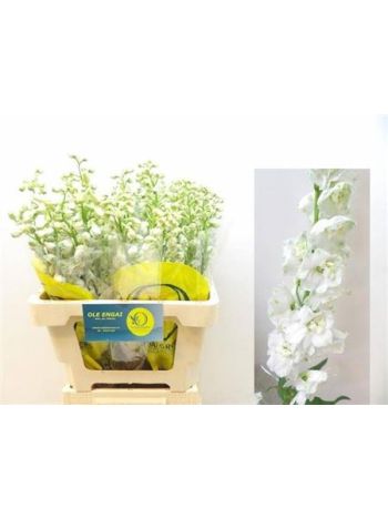 DELPH EL MAG F WHITE 60CM