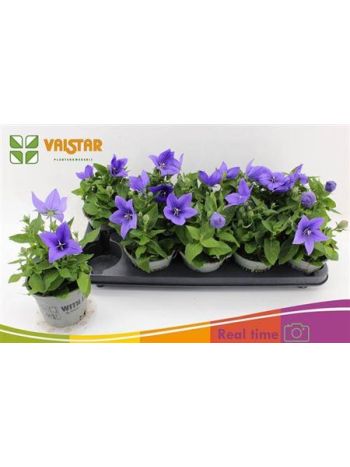 PLATYCO GR ASTRA BLU