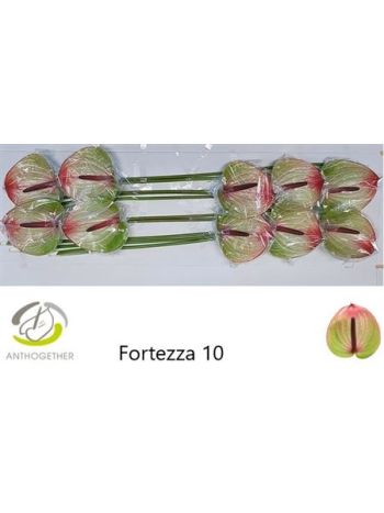 ANTH A FORTEZZA *10