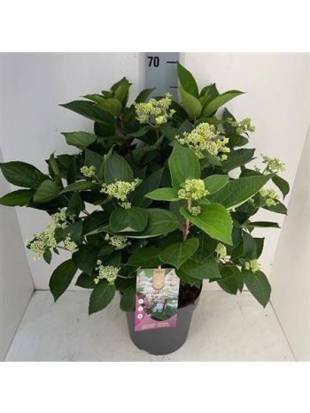 HYDR PANICULATA
