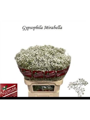 GYPS PA MIRABELLA
