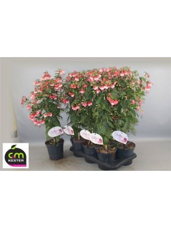 FUCHSIA TÖRZSES