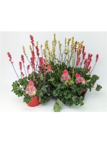 HEUCH VILLOSA CANDLELIGHT LIME ANS RED