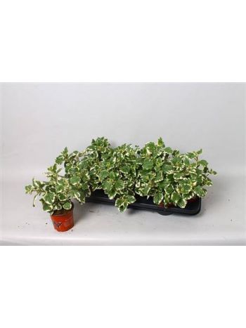 PLECTRANTHUS SZÚNYOGŰZŐ