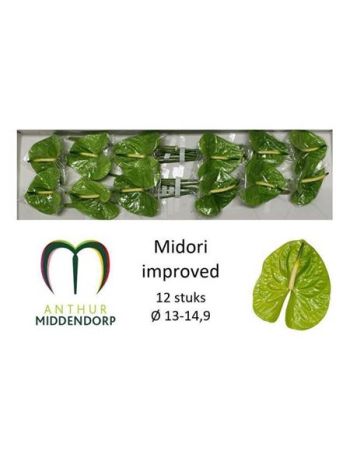 ANTH A MIDORI IMP *12