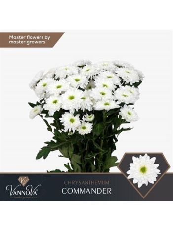 CHR T  F. COMMANDER